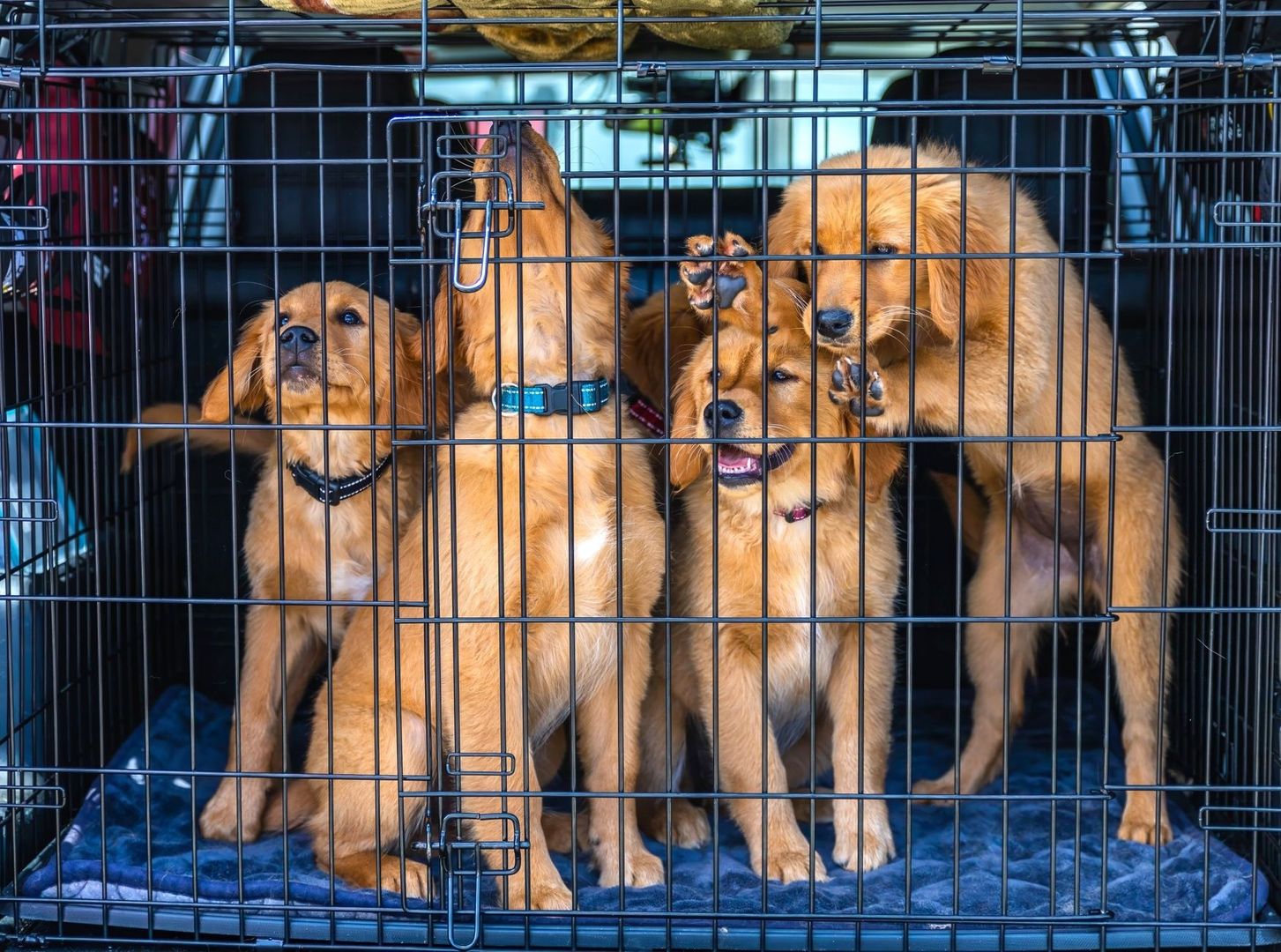 Fyra golden retriever-valpar i en metallbur med blå filt